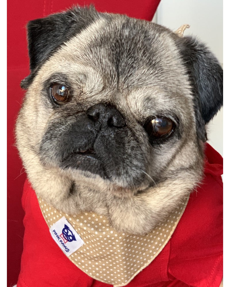 Σκύλος με Εκρού μπαντάνα Pinkpaws με λευκό πουά.