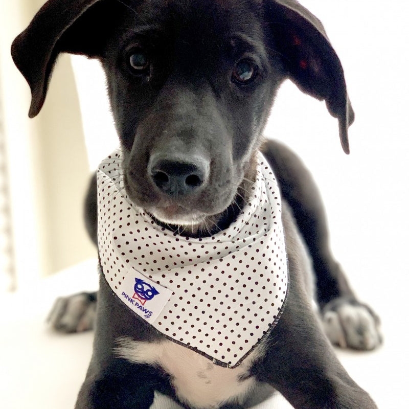 Σκύλος με Λευκή μπαντάνα Pinkpaws με μαύρο πουά μοτίβο.