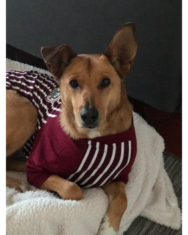 Μπλούζα "Urban Stripe" για μεγαλόσωμους σκύλους σε μπορντό | Pinkpaws