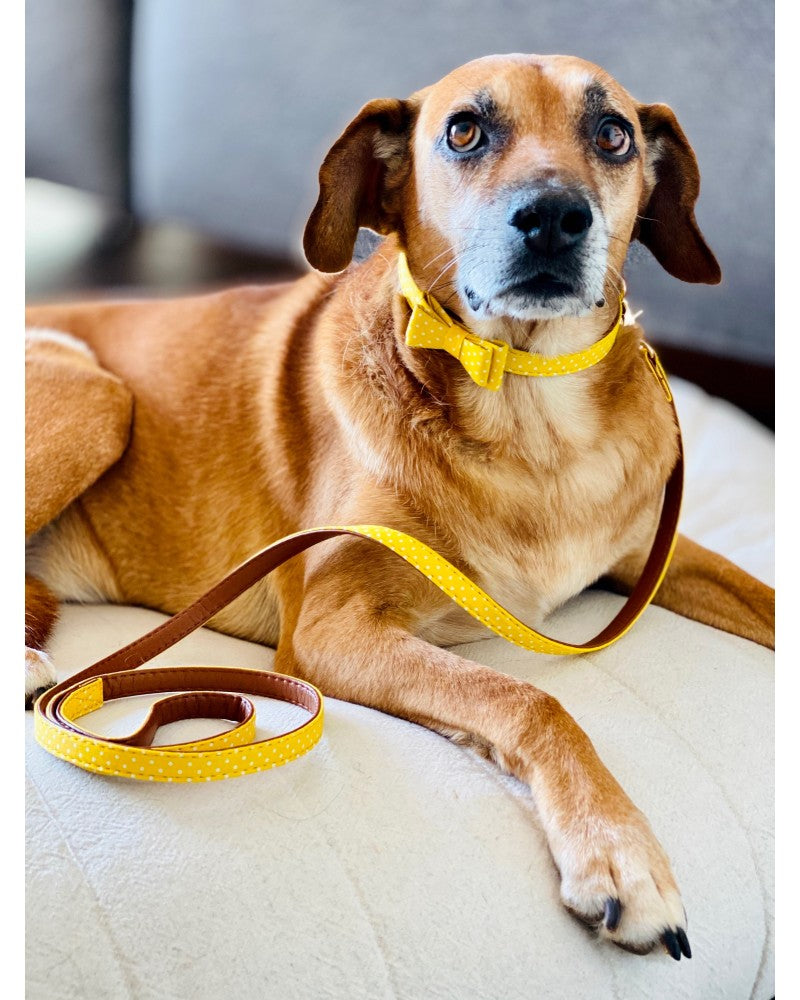 Σετ περιλαίμια με οδηγό | Pinkpaws