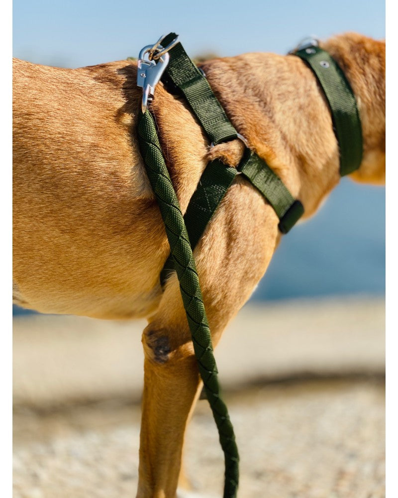 Σετ σαμαράκια με οδηγό | Pinkpaws