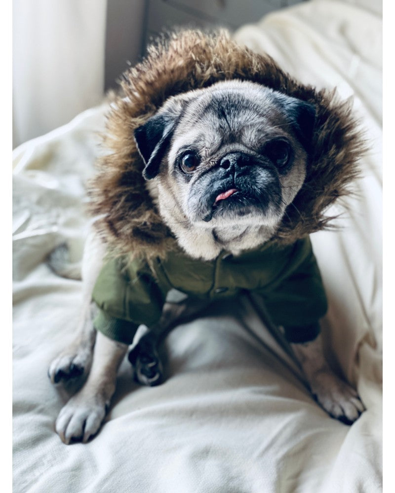 Πανωφόρια μπουφάν σκύλου | Pinkpaws