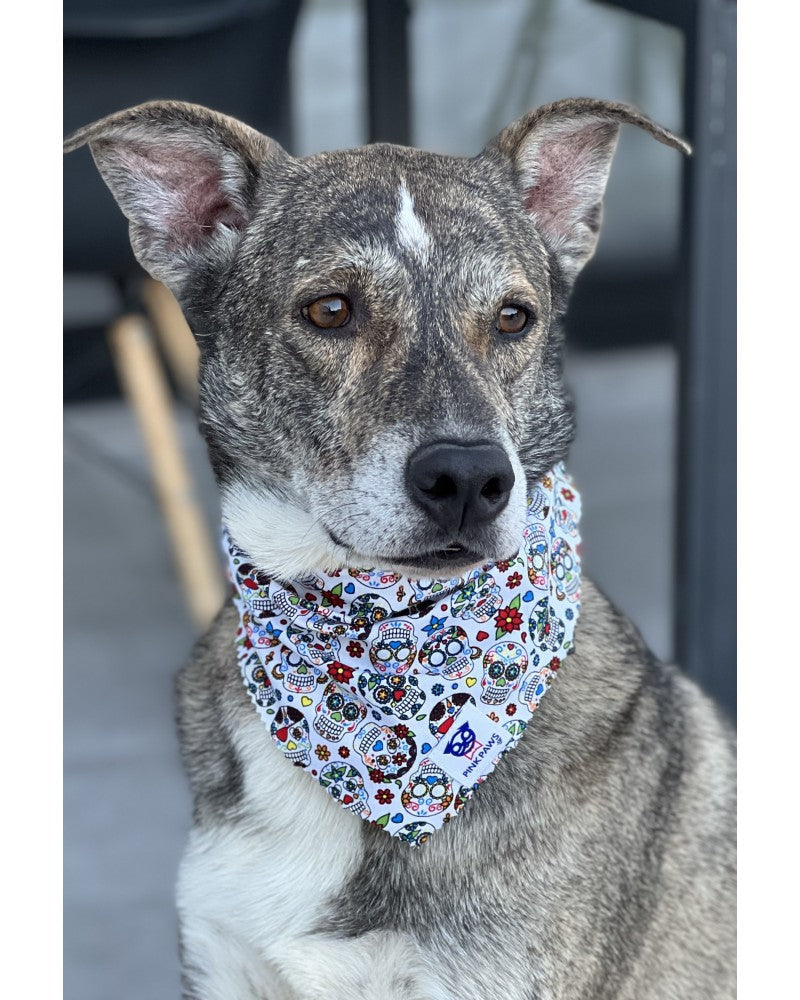 Μπαντάνες | Pinkpaws