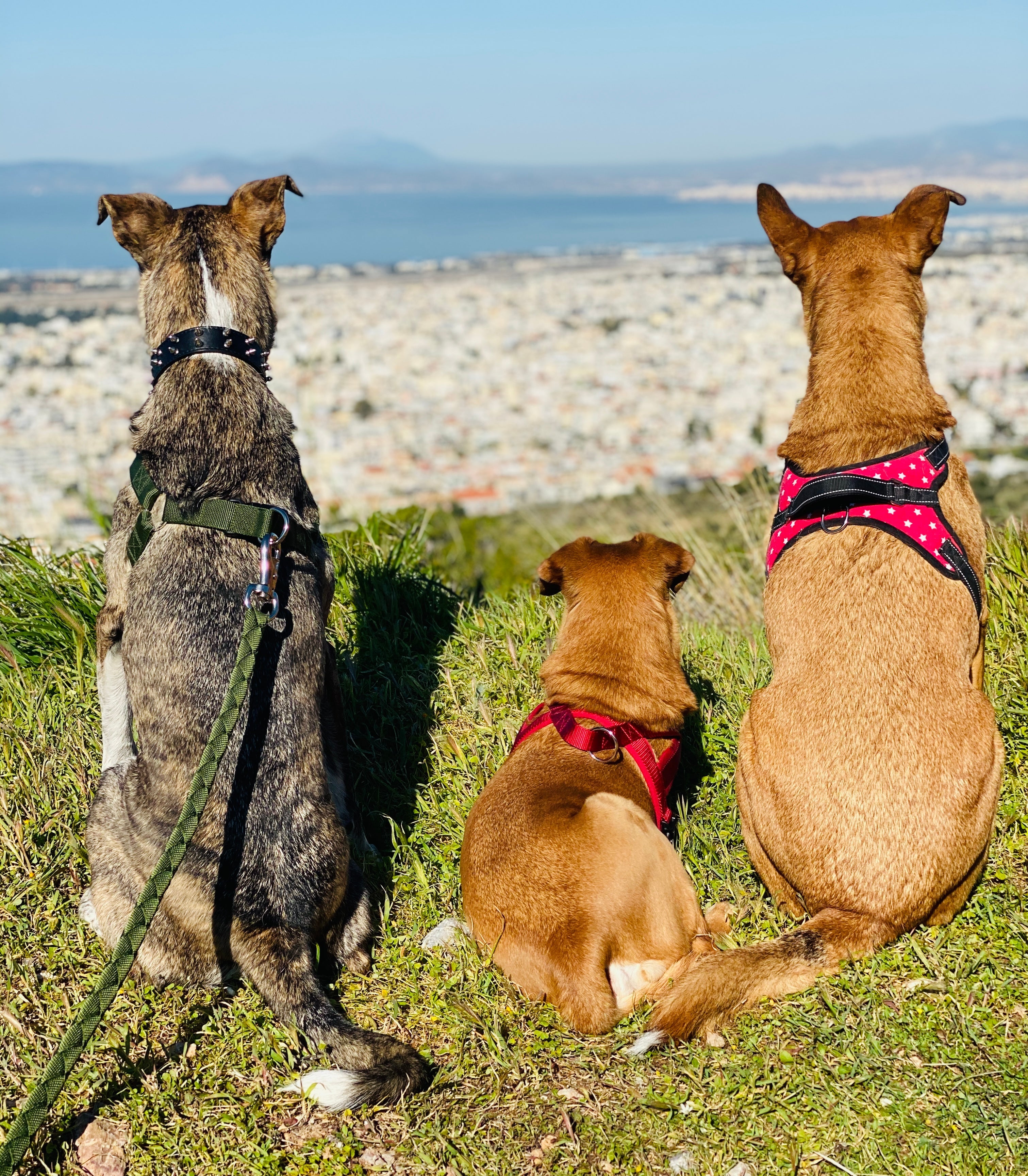 Σαμαράκια | Pinkpaws