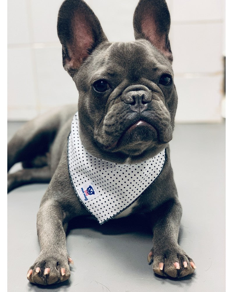 Σκύλος με Λευκή μπαντάνα Pinkpaws με μαύρο πουά μοτίβο.