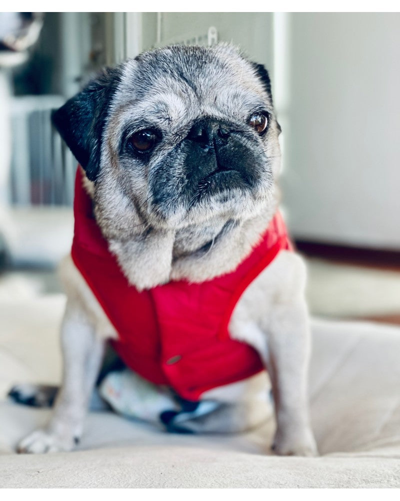 αμάνικο μπουφάν σκύλου σε κόκκινο