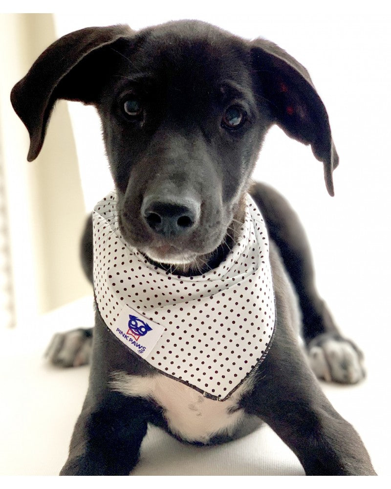 Σκύλος με Λευκή μπαντάνα Pinkpaws με μαύρο πουά μοτίβο.