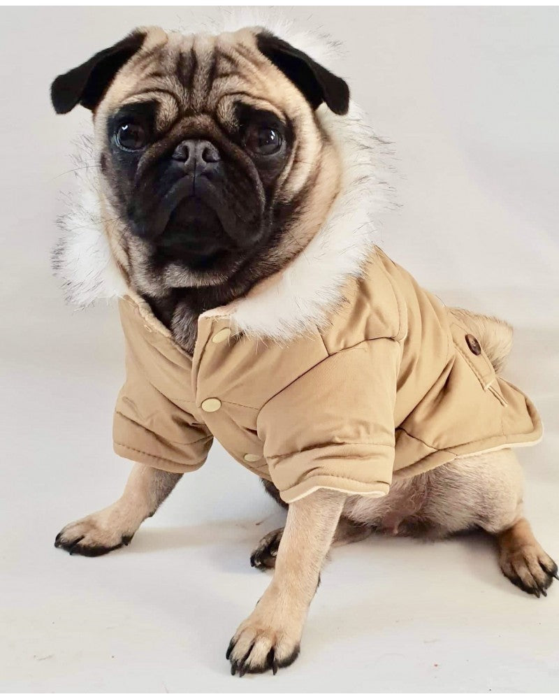 montgomery για σκυλο σε μπεζ