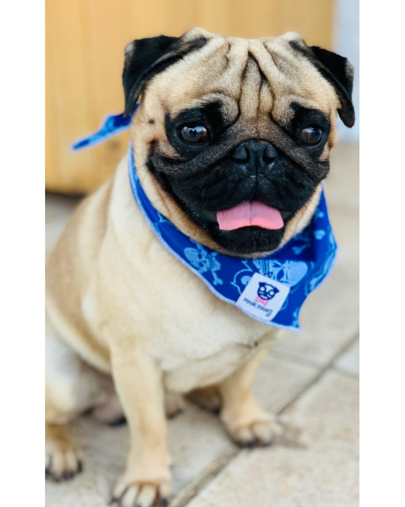 Σκύλος με Μπλε μπαντάνα Pinkpaws με skull μοτίβο σε λευκές λεπτομέρειες.