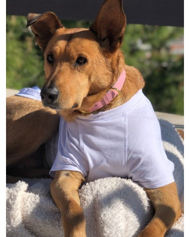 μονόχρωμη μπλούζα μεγαλόσωμου σκύλου σε λευκό