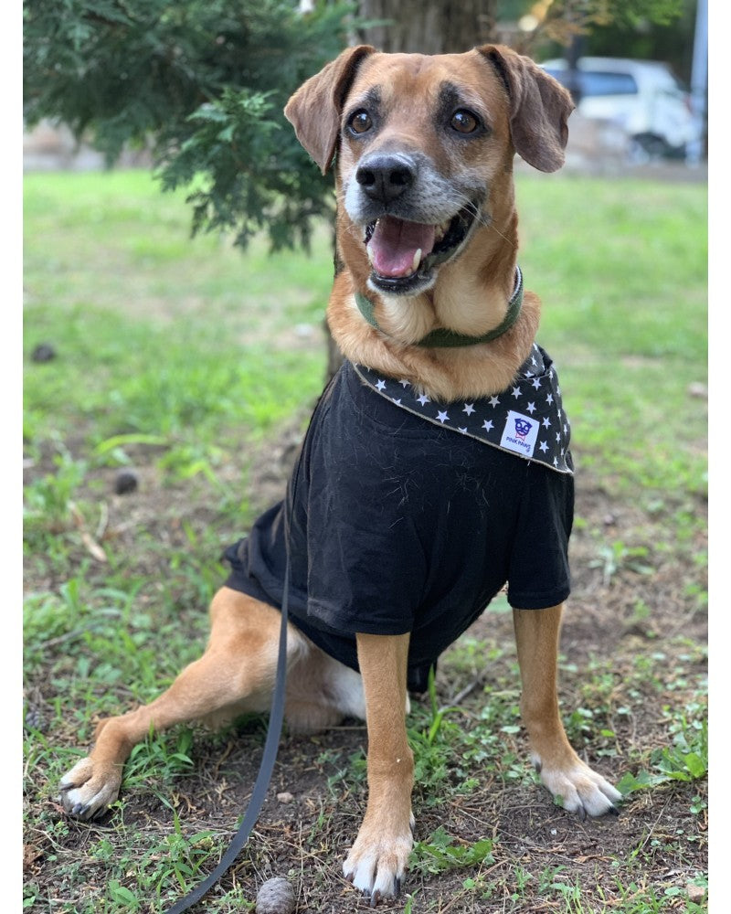 Σκύλος με Μαύρη μπαντάνα Pinkpaws με λευκά αστεράκια