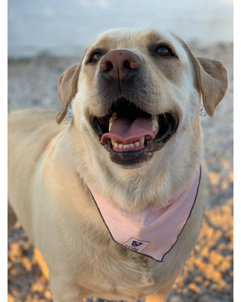 Σκύλος με Ροζ μπαντάνα Pinkpaws .